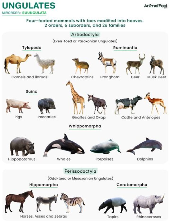 Whats the meaning of ungulate?