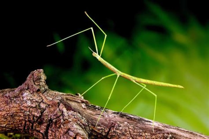 Whats the point of a walking stick?