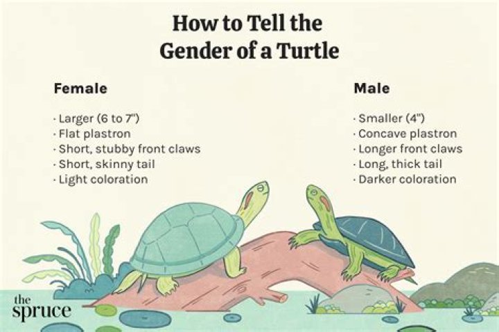 Whats the soonest you can find out the gender?