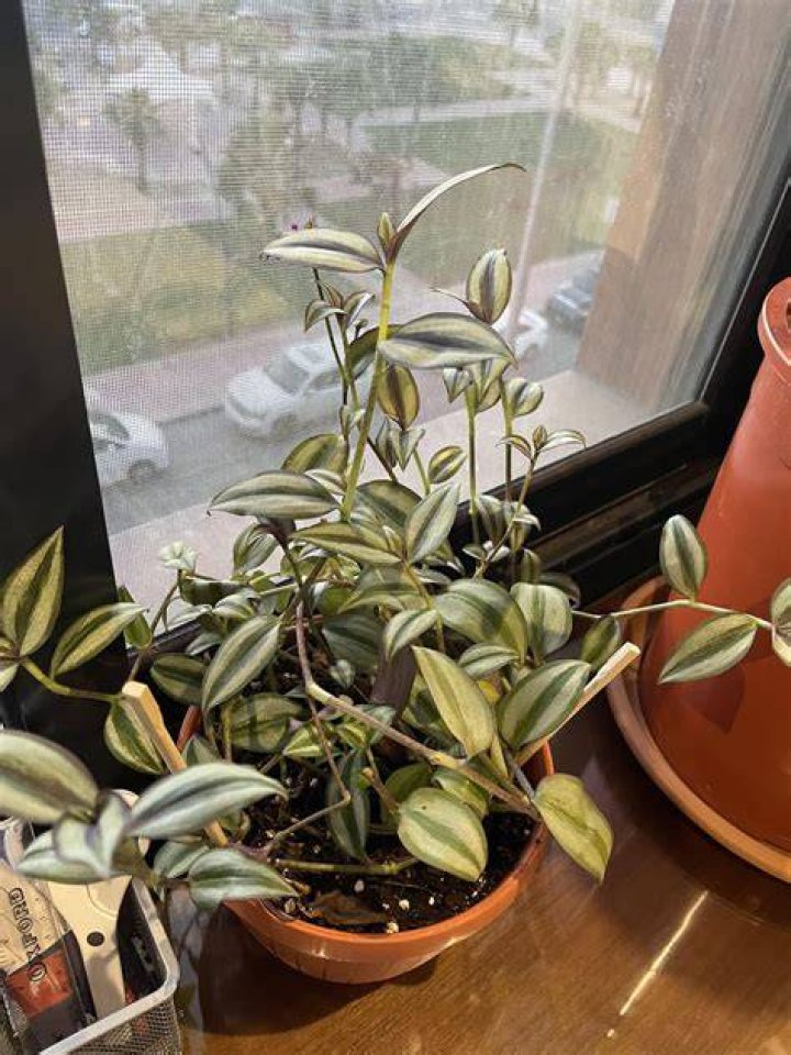 Whats wrong with my tradescantia?
