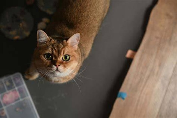 When a cat stares at you?