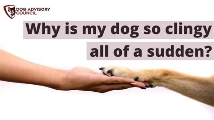 When a dog is suddenly clingy?