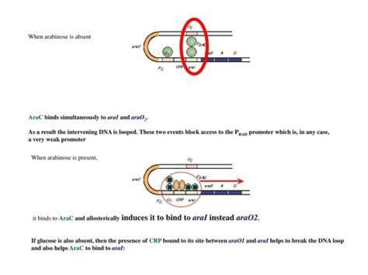 When arabinose is absent?