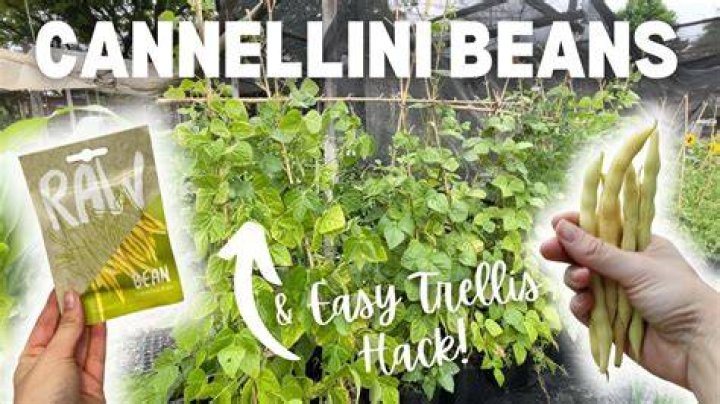 When are cannellini beans ready to harvest?