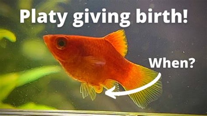 When are platys fully grown?