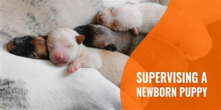 When can i stop supervising my puppy?