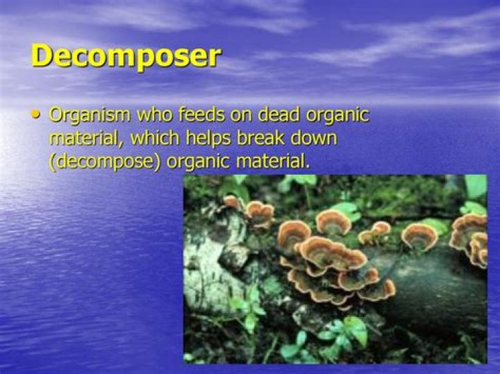 When decomposers break down organic molecules?