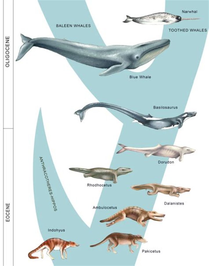 When did baleen whales evolve?