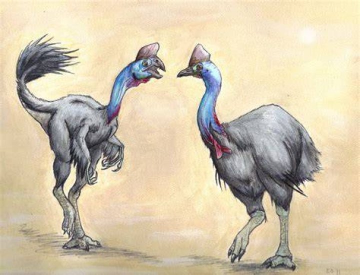 When did cassowaries evolve?