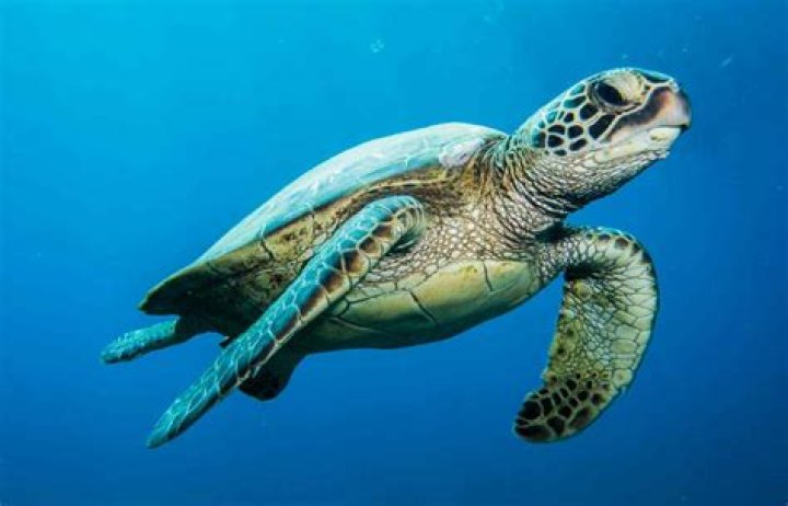 When did save the turtles start?