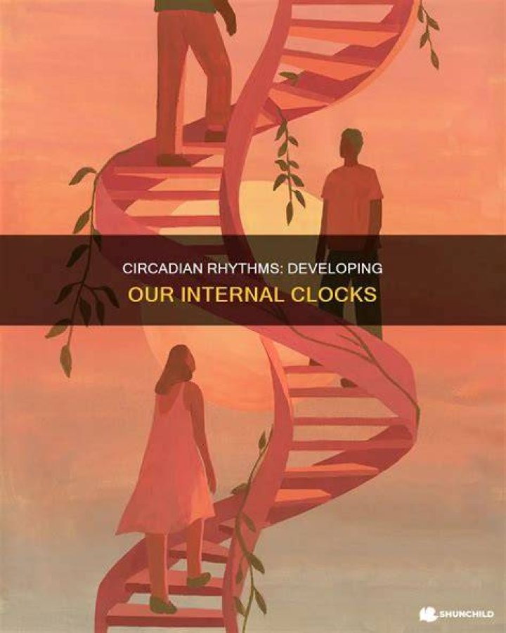 When do circadian rhythms develop?