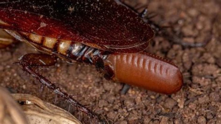 When do cockroaches lay eggs?