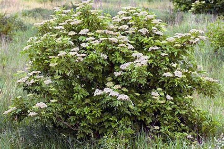 When do elderberries bloom?