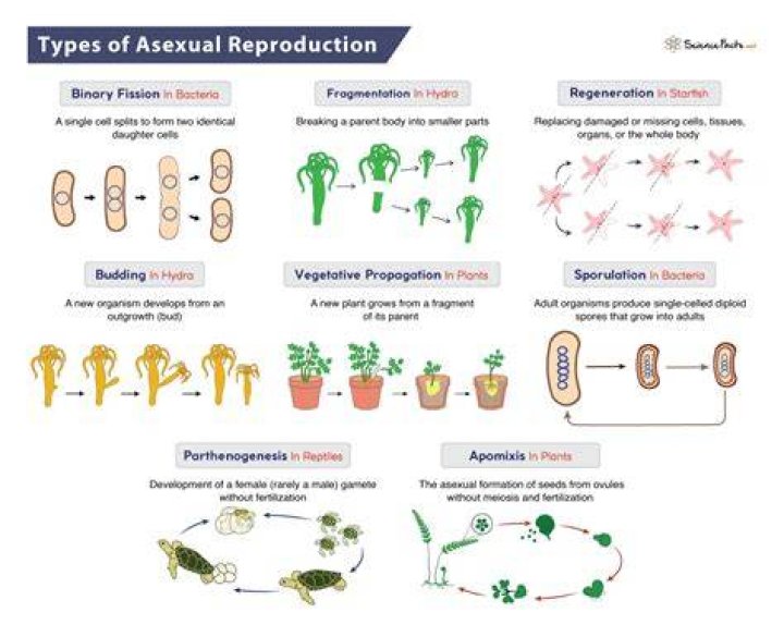 When do fungi reproduce asexually?