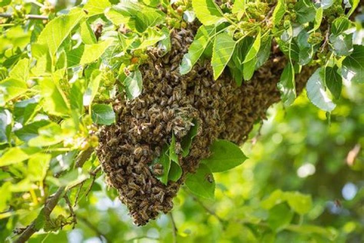When do honeybees swarm?