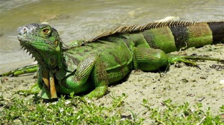 When do iguanas lay eggs?
