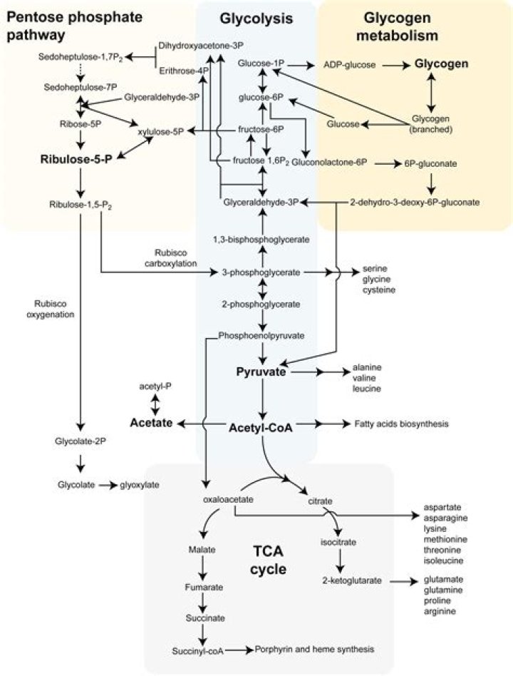 When do ketogenesis occur?