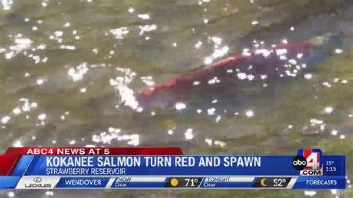 When do kokanee salmon turn red?