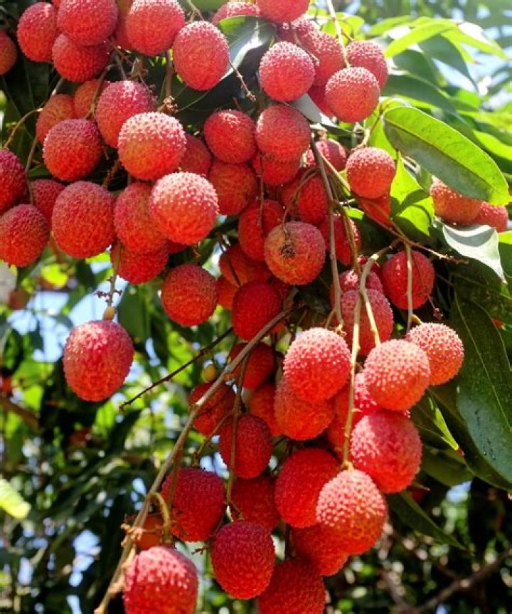 When do lychee trees produce fruit?