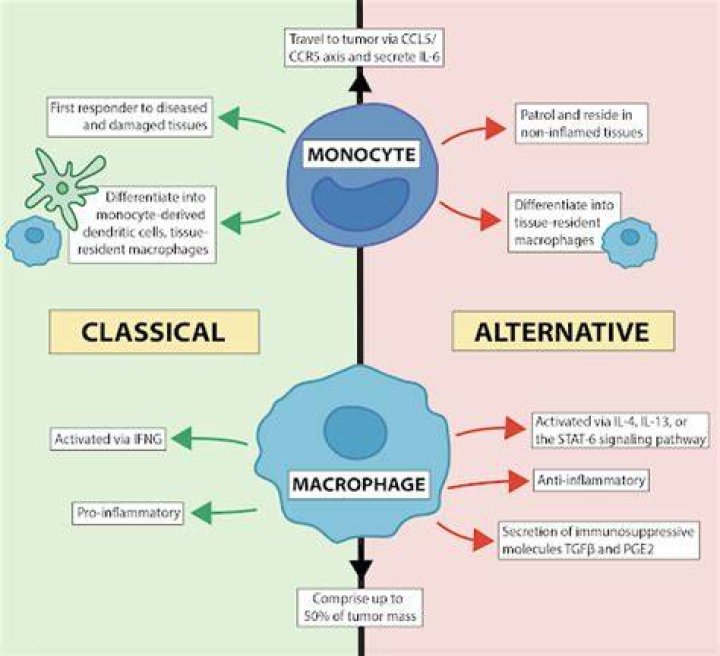 When do monocytes become macrophages?