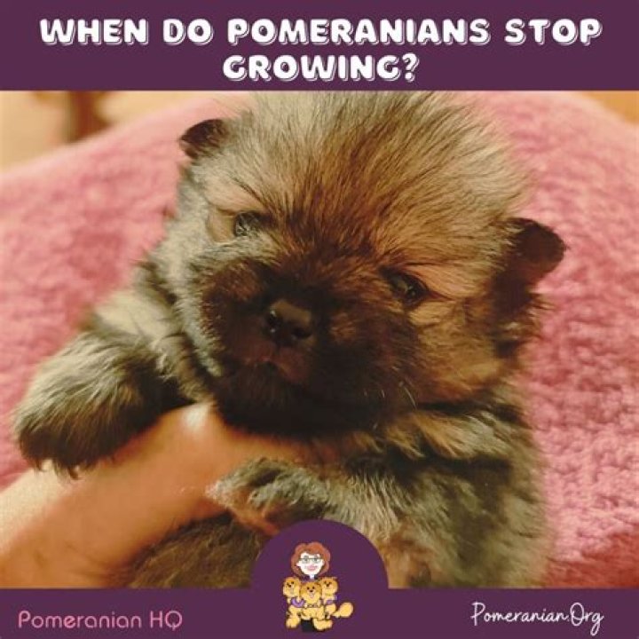 When do pomeranians stop growing?