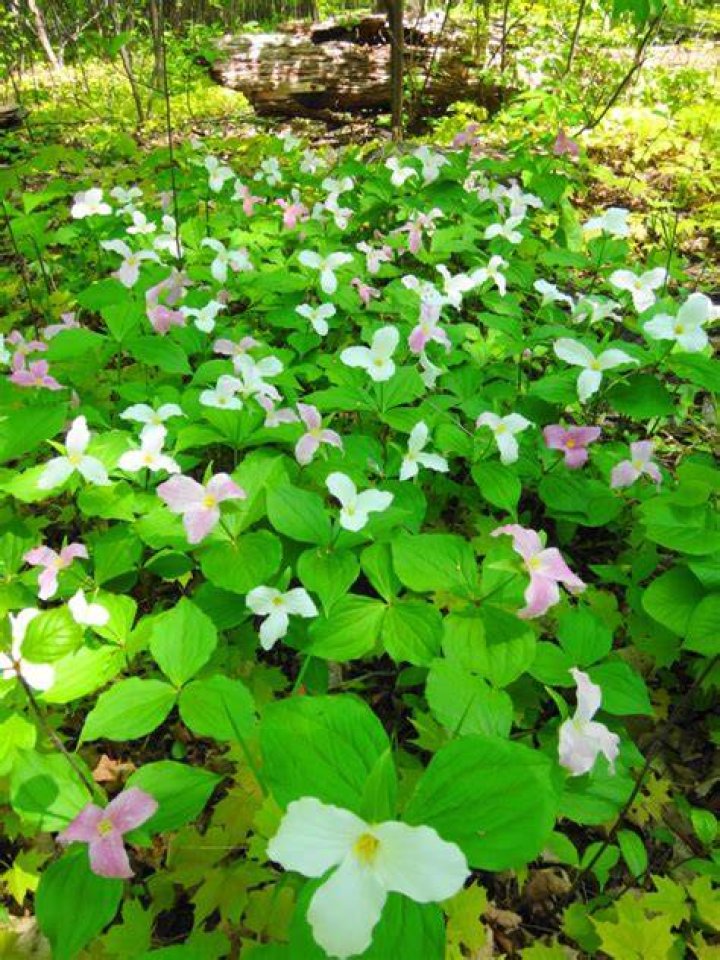 When do trilliums bloom in ontario?