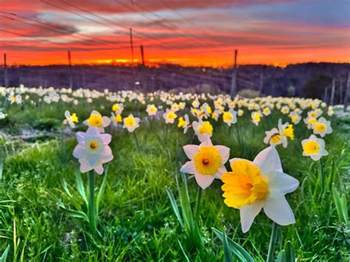 When do vineyards bloom?