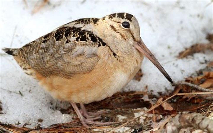 When do woodcocks breed?