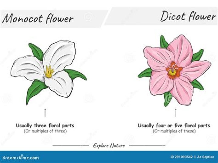 When does a dicot flower have?