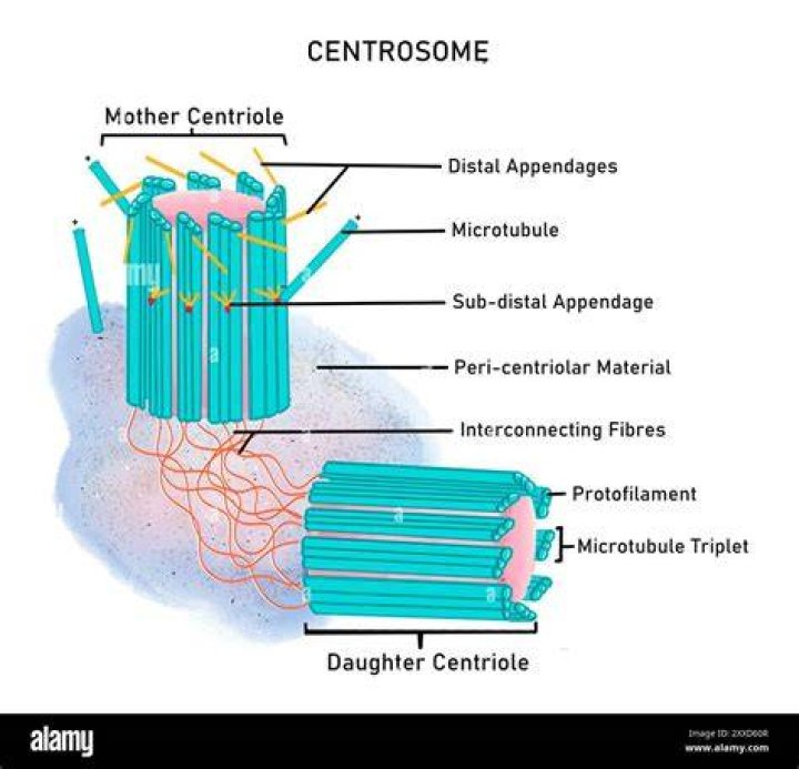 When does centrosome replicate?