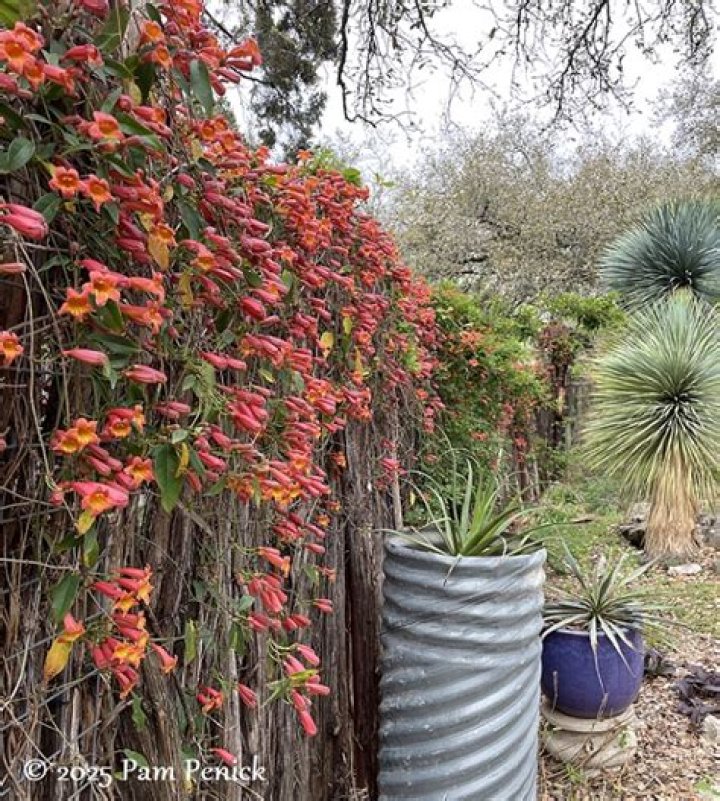 When does crossvine bloom?