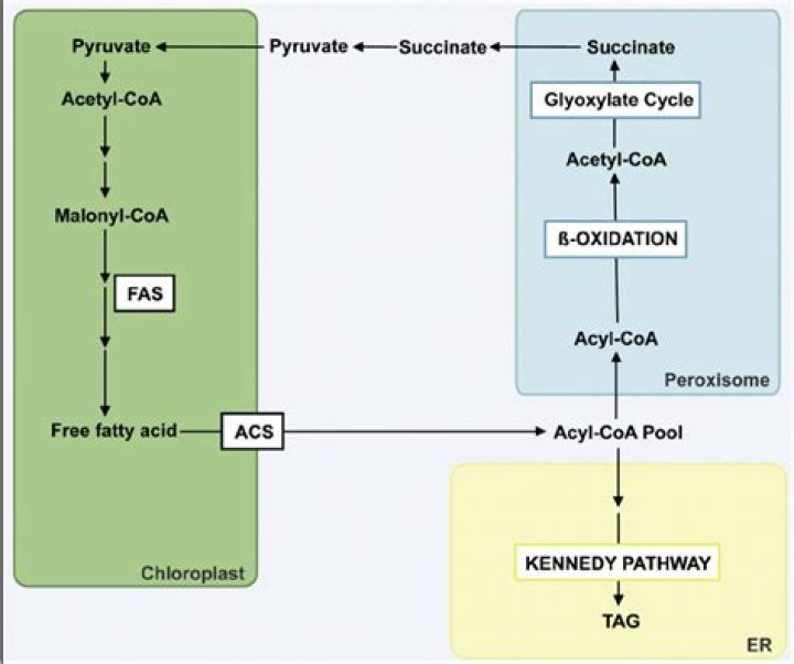When does fatty acid synthesis occur?