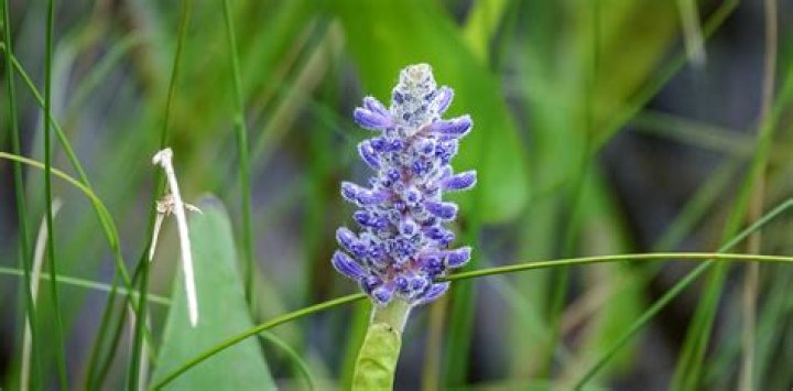 When does pickerel weed bloom?