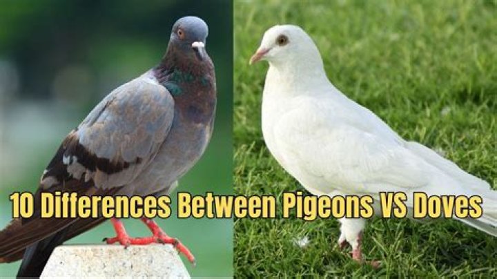 When doves are released where do they go?