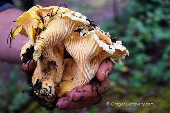 When is chanterelle season in oregon?