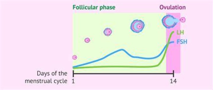 When is follicular phase?