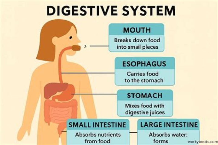 When is food digested in the stomach?