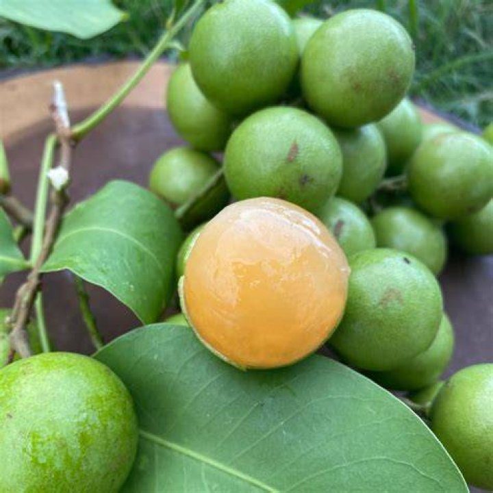 When is mamoncillo season in florida?