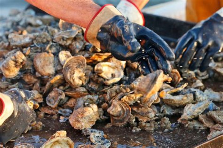 When is oyster season in florida?