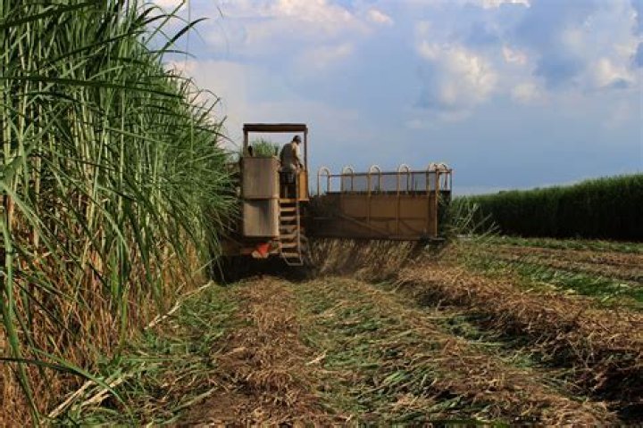 When is sugarcane harvested in louisiana?