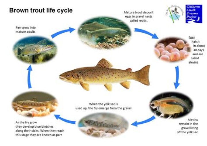 When is trout's baby due?