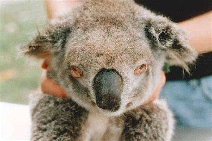 When koala bears eat?