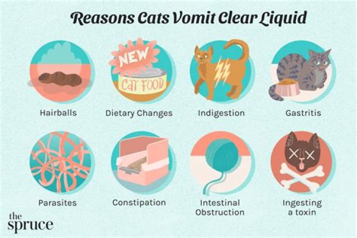 When my cat breathes it whistles?