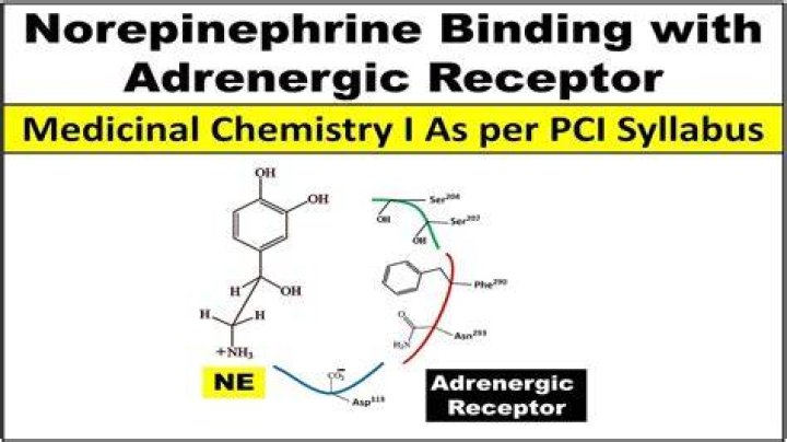 When norepinephrine binds to adrenergic receptors?