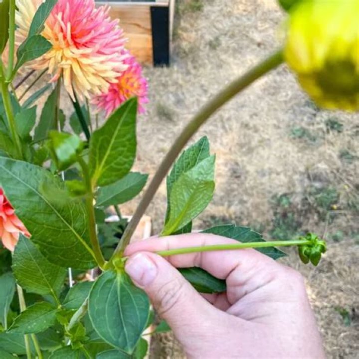 When pinch out dahlias?