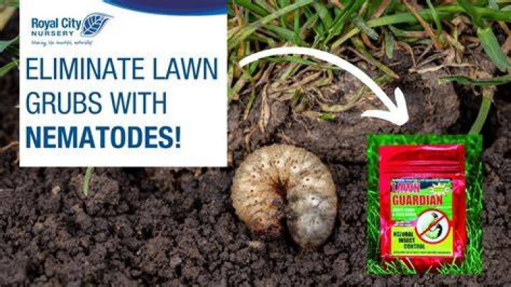 When should nematodes be applied to lawn?