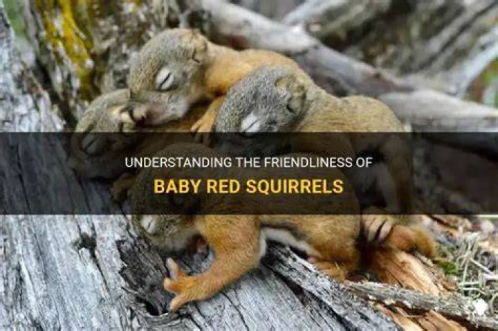 When squirrels have babies?