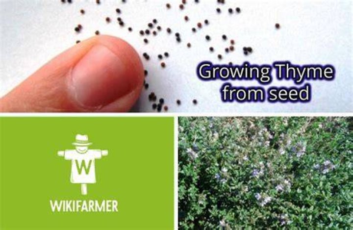 When thyme goes to seed?