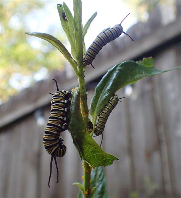 When to buy monarch caterpillars?