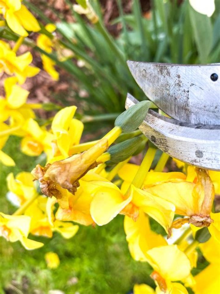 When to cut back montbretia uk?